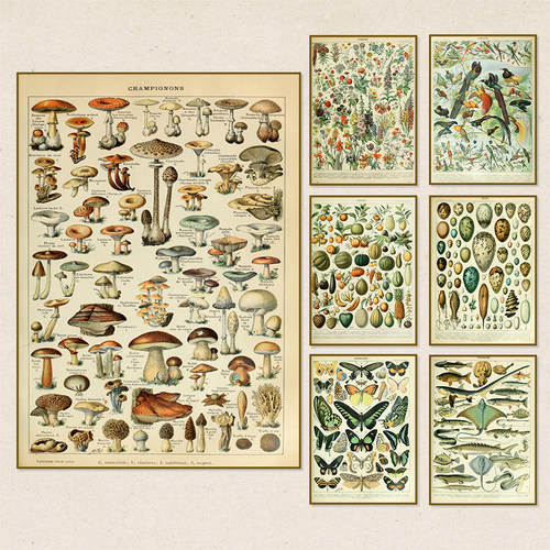 Vintage Palaeobios Botanical Retro Poster Insect Butterfly