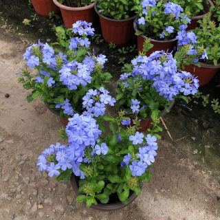 蓝雪花盆栽花卉攀爬藤本大盆植物庭院花园阳台观花绿植四季开花苗