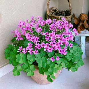 红花酢浆草盆栽三叶草幸运草花苗观花观叶地被多年生宿根花期长