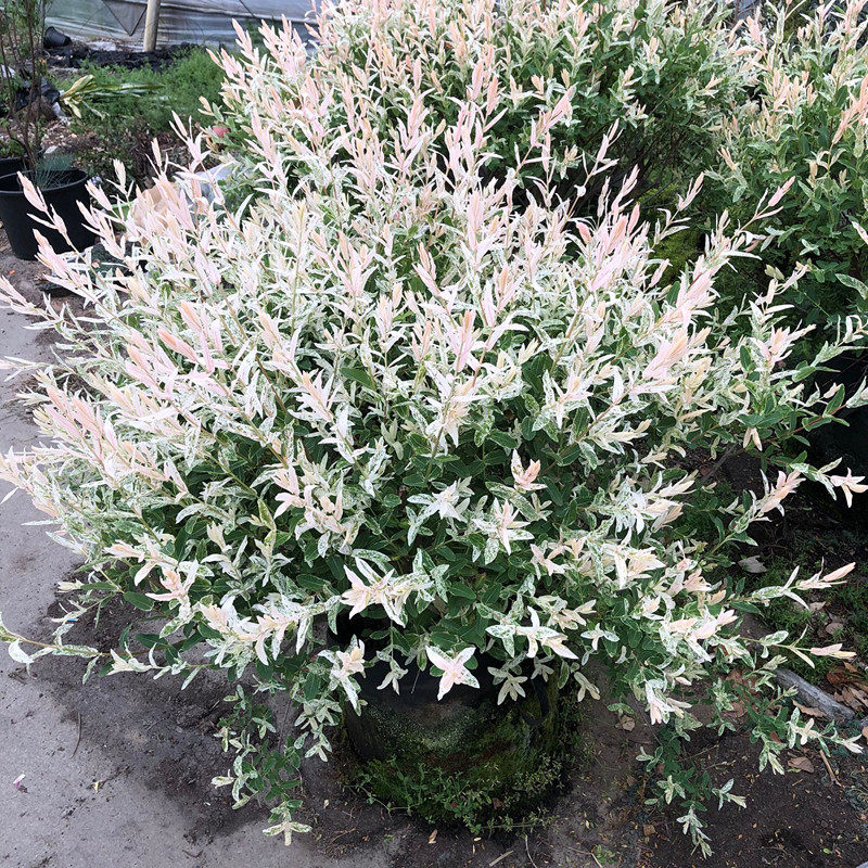 彩色杞柳大苗老桩盆栽庭院造景色彩搭配花镜植物耐寒耐热灌木