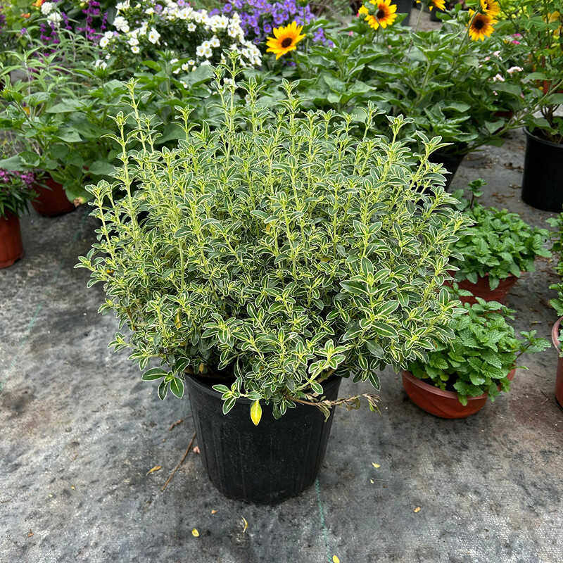 悬崖金边六月雪盆栽耐寒白花迷你提根室内外附石盆景老桩奇趣造型