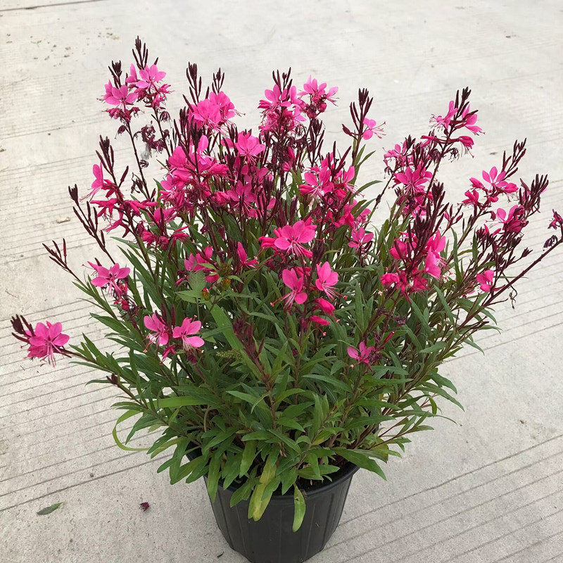 紫叶千鸟花盆栽山桃草花卉宿根耐热耐寒零下30°宿根地被花镜植物