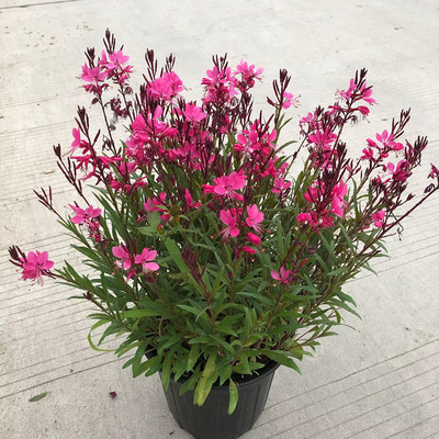 紫叶千鸟花盆栽山桃草花卉