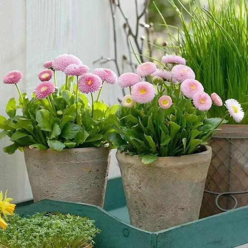 重瓣小雏菊盆栽花苗阳台花卉庭院耐寒植物雏菊花期长小球菊花苗