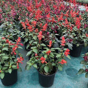 一串红盆栽花苗爆仗红鼠尾草植物耐寒耐热花期长花镜植物