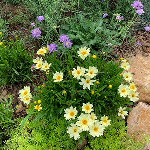 大花重瓣金鸡菊夏季耐热植物金鸡菊小闹钟开花机器花卉宿根花期长