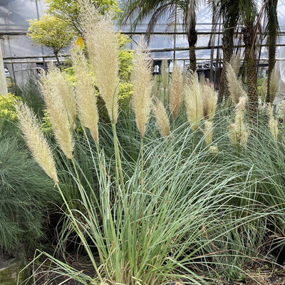 矮蒲苇盆栽庭院陆地水生花卉耐寒零下15植物多年生宿根花镜观赏草