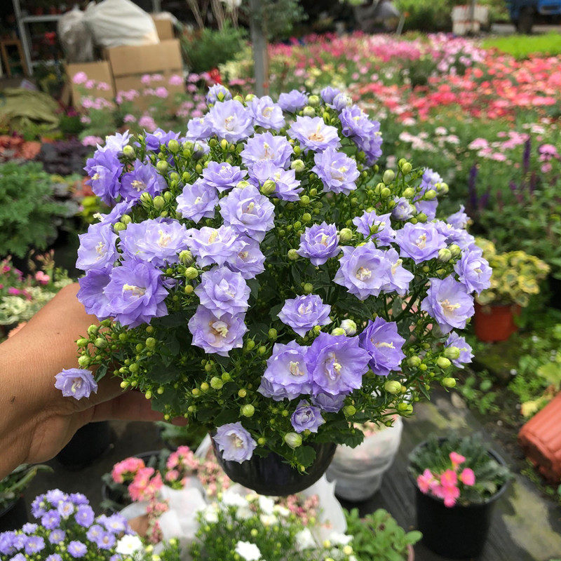 重瓣丹麦风铃草盆栽带花苞阳台花卉植物风铃花苗好养花期长易爆盆