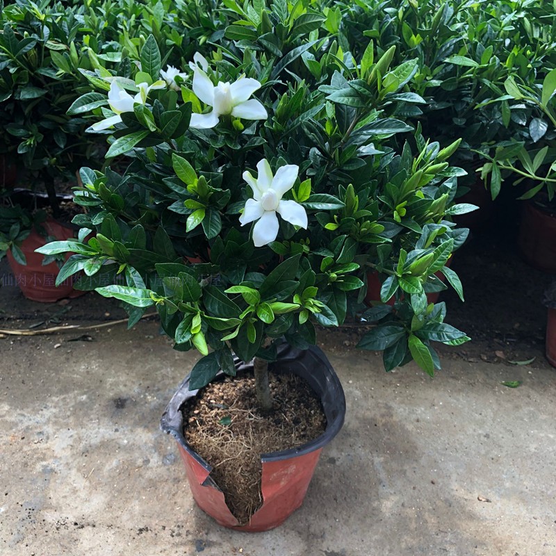小叶栀子花盆栽老桩大盆带花苞室外庭院花园好的花有香味四季开花