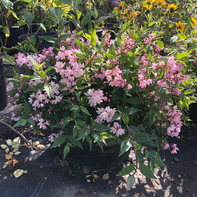 草莓田粉色溲疏盆栽花苗阳台庭院耐寒花卉多年生灌木大苗粉铃铛