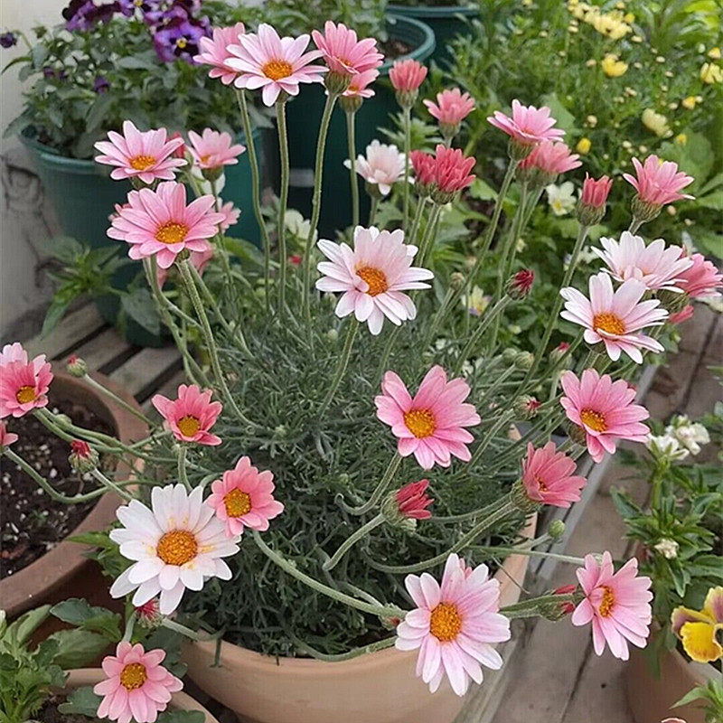 摩洛哥雏菊盆栽杏子果酱带花苞阳台庭院花卉耐热耐寒菊花易爆盆