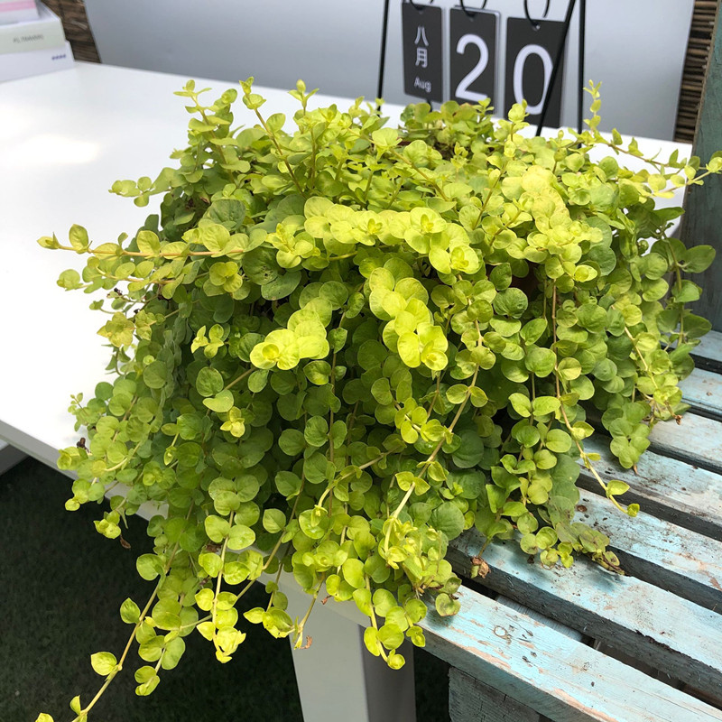 黄金串吊兰盆栽金叶过路黄室内阳台绿植观叶垂吊植物四季易爆盆,鲜花速递/花卉仿真/绿植园艺,绿植,淘宝优惠券,粉丝福利购,淘宝优惠卷