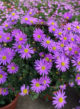 姬小菊盆栽花苗窗台庭院四季花苗不断植物易爆盆多年生姬小菊花