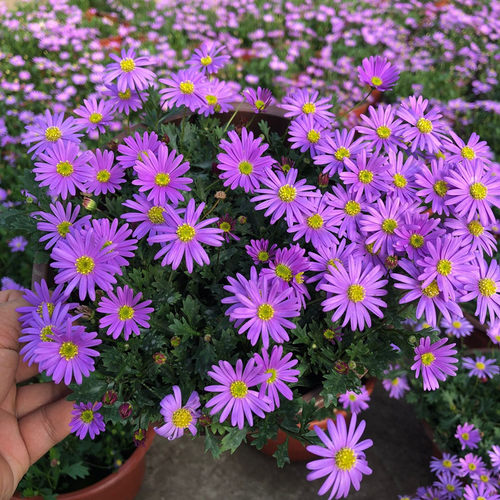 姬小菊盆栽花苗窗台庭院四季花苗不断植物易爆盆多年生姬小菊花