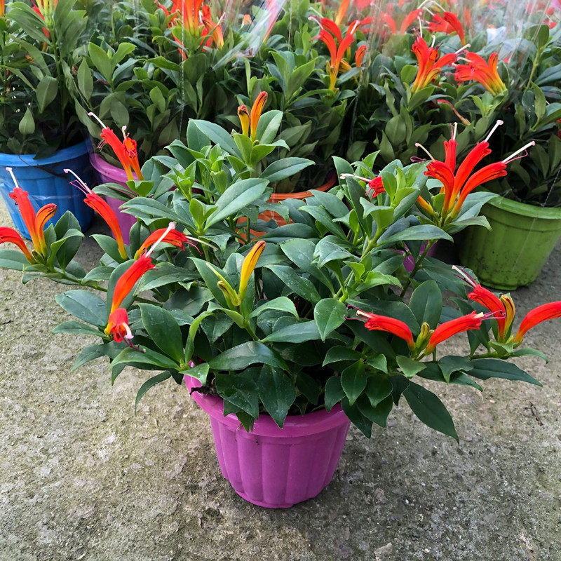 凤凰还巢盆栽带花苞阳台庭院花卉直立口红花吊兰植物四季常绿易活