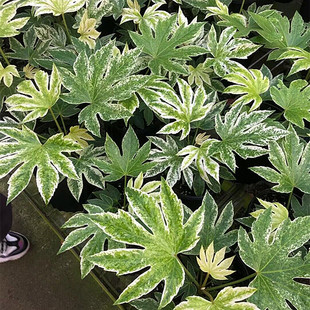 花叶熊掌木盆栽室内观叶绿植稀有锦叶好养耐阴花叶八角金盘植物