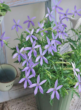 彩星花多年生阳台庭院夏天