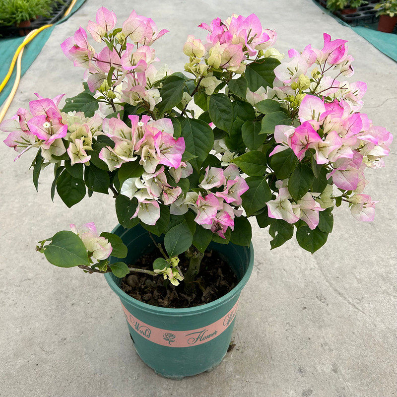 重瓣三角梅盆栽室外攀岩开花植物四季开花阳台花园花卉带花发货