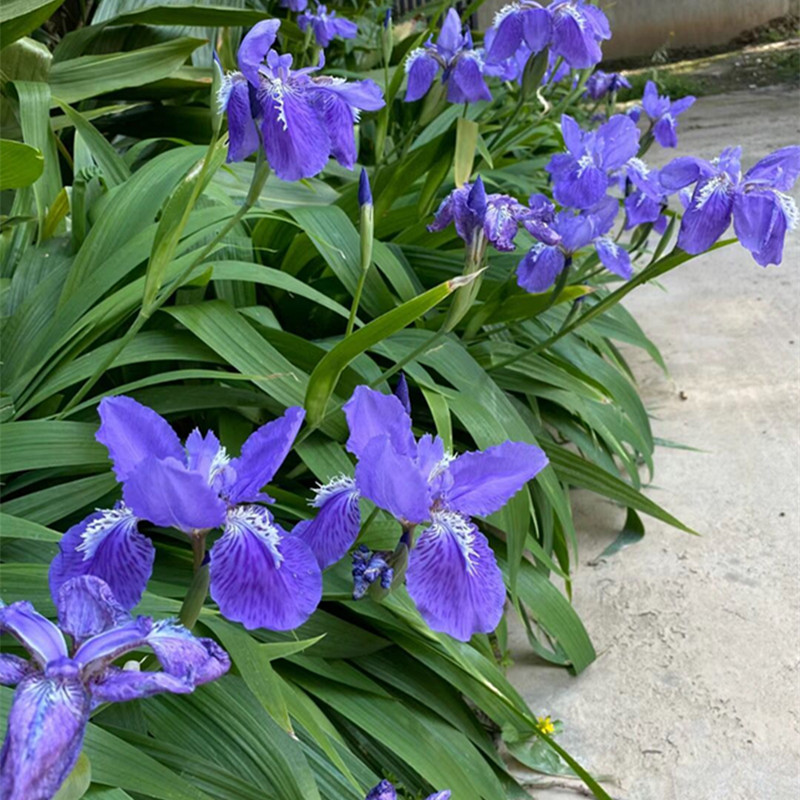 蓝花鸢尾盆栽花苗蓝蝴蝶花庭院花园耐寒花卉花镜植物地被可养水边