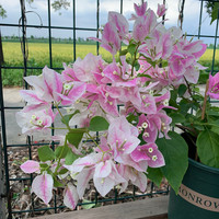 【室外花卉植物阳台