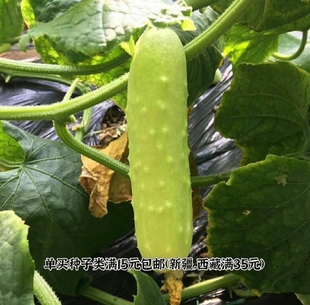 CicyMoxi家庭园艺传家宝黄瓜种子白玉水果黄瓜
