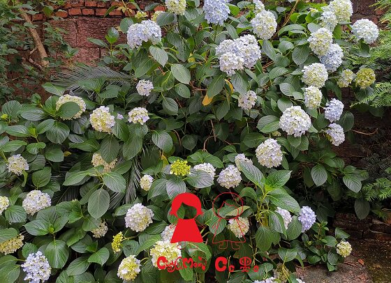 cc墨c绣球分享小苗超大绣球红粉佳人扦插小苗 3棵/10元