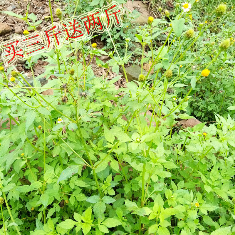 纯天然中草药ye生新鲜鬼针草全株现摘现发500g两斤包邮三斤送两斤