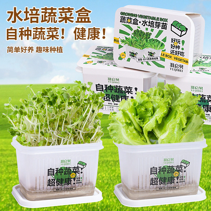 儿童种植水培植物盆栽发芽苗观察植物生长水养无土栽培学生蔬菜盒