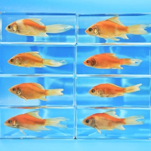 观赏鱼类标本幸运锦鲤金鱼摆件幼儿园认知教具儿童收藏玩具