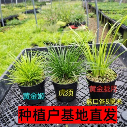 金钱菖蒲草盆景水培好养四季常青