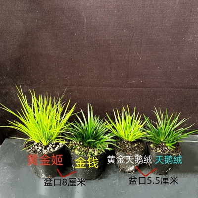 微型盆景菖蒲草好养造景室内常青