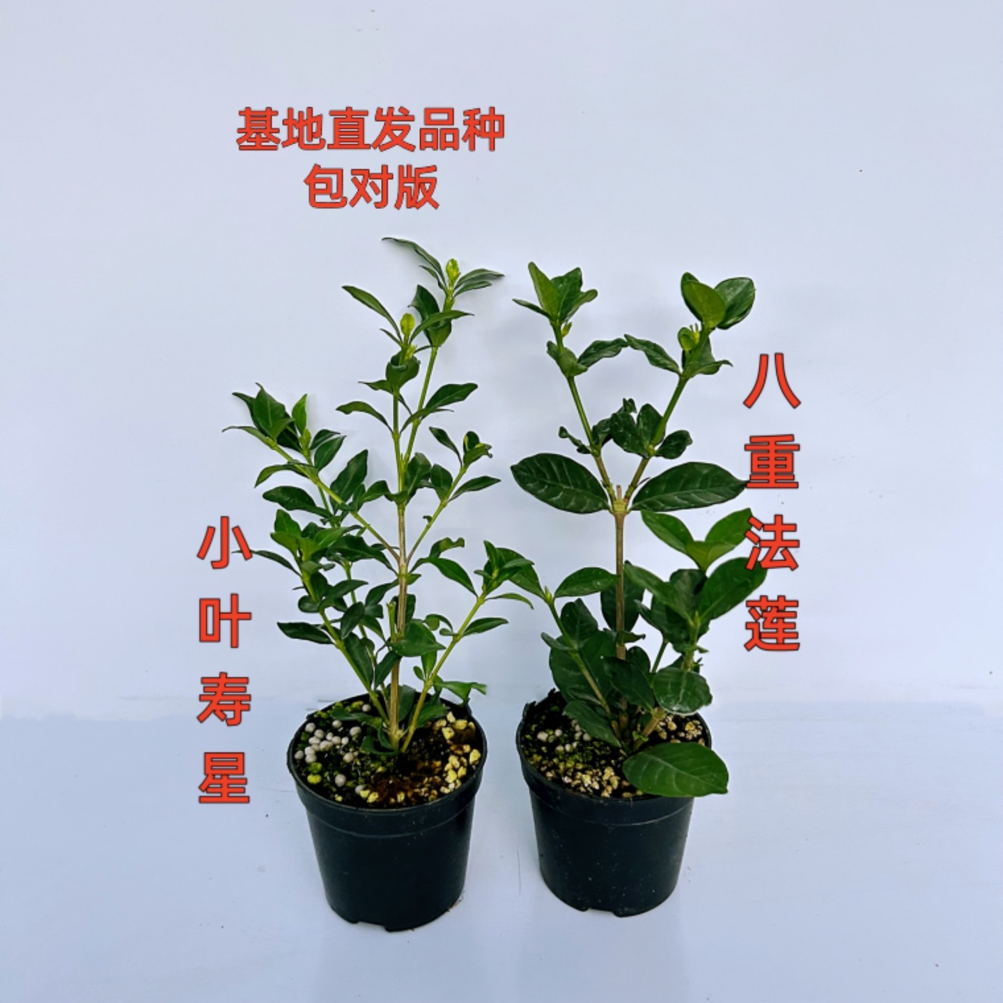 浓香型栀子花盆栽小叶寿星八重法莲斑入新手好养室内阳台庭院绿植