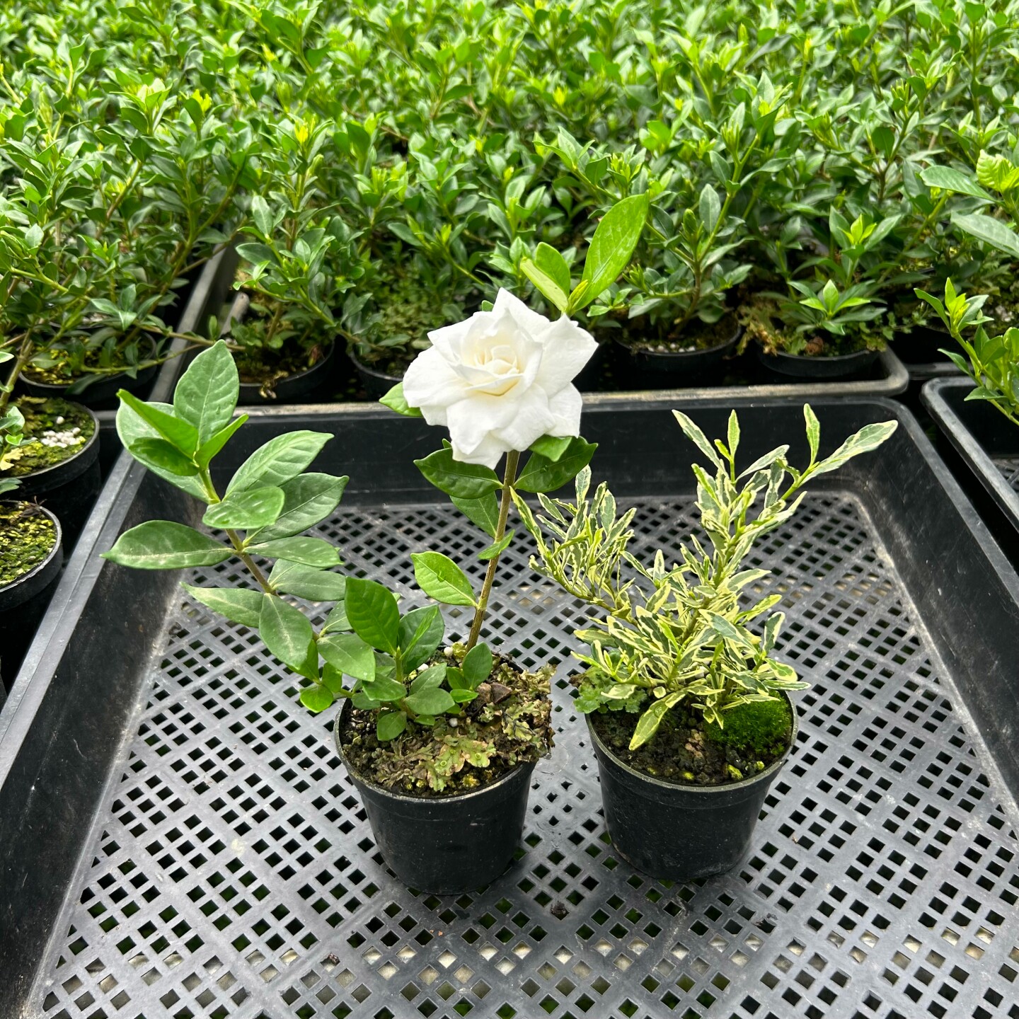 法莲栀子花八重咲重瓣浓香栀子花小叶寿星好养盆栽多季开花绿植