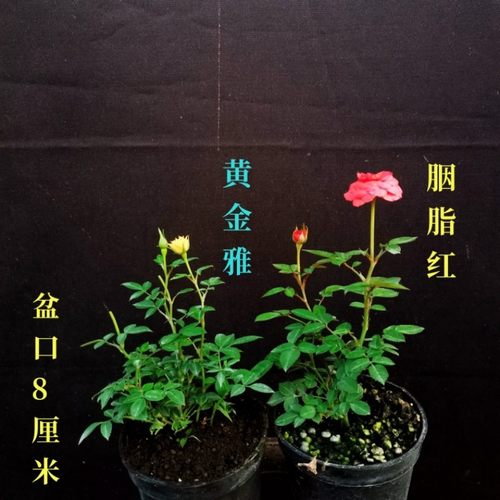 姬月季玫瑰超迷你微型植物桌面盆栽室内阳台绿植花卉盆景四季开花 - 封面