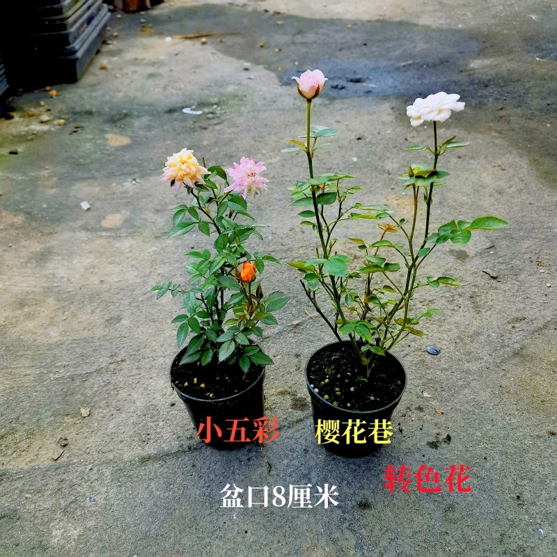 姬月季四季开花带花苞微型绿植