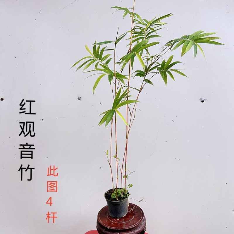 红观音竹红寒竹室内庭院绿植盆栽