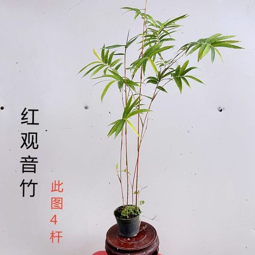 红观音竹红寒竹室内庭院绿植盆栽