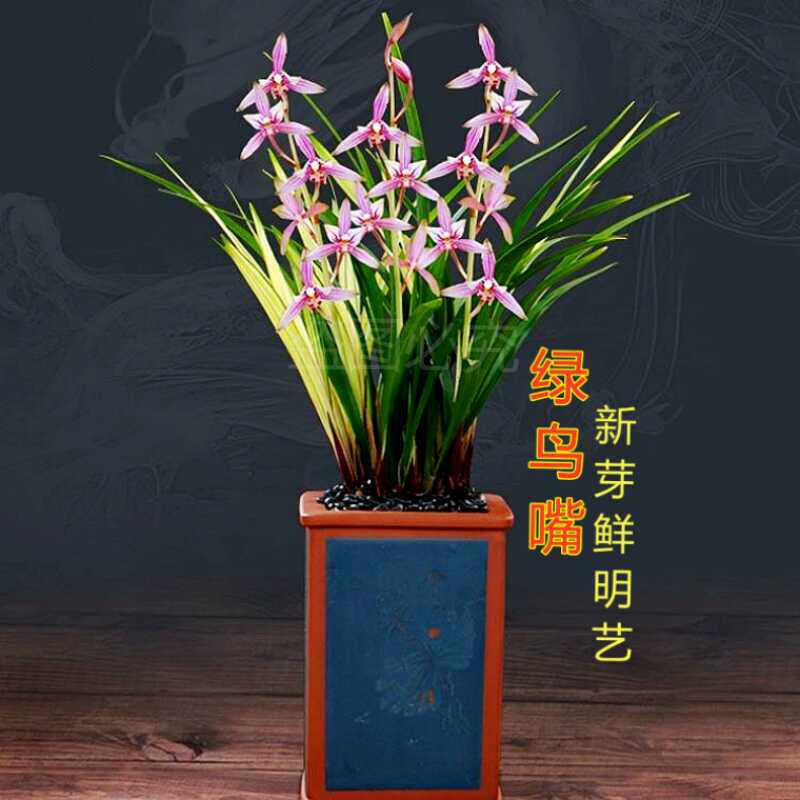 兰花苗建兰绿鸟嘴先明艺草粉色花四季兰浓香型室内花卉绿植物盆栽