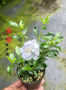 栀子花小叶寿星法莲浓香型绿植