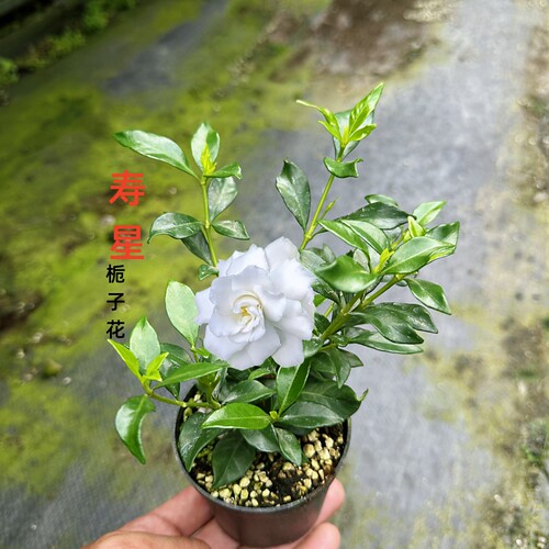 栀子花小叶寿星法莲浓香型绿植