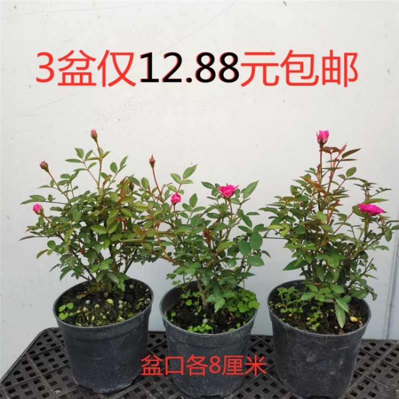 姬月季盆栽四季开花阳台绿植花卉