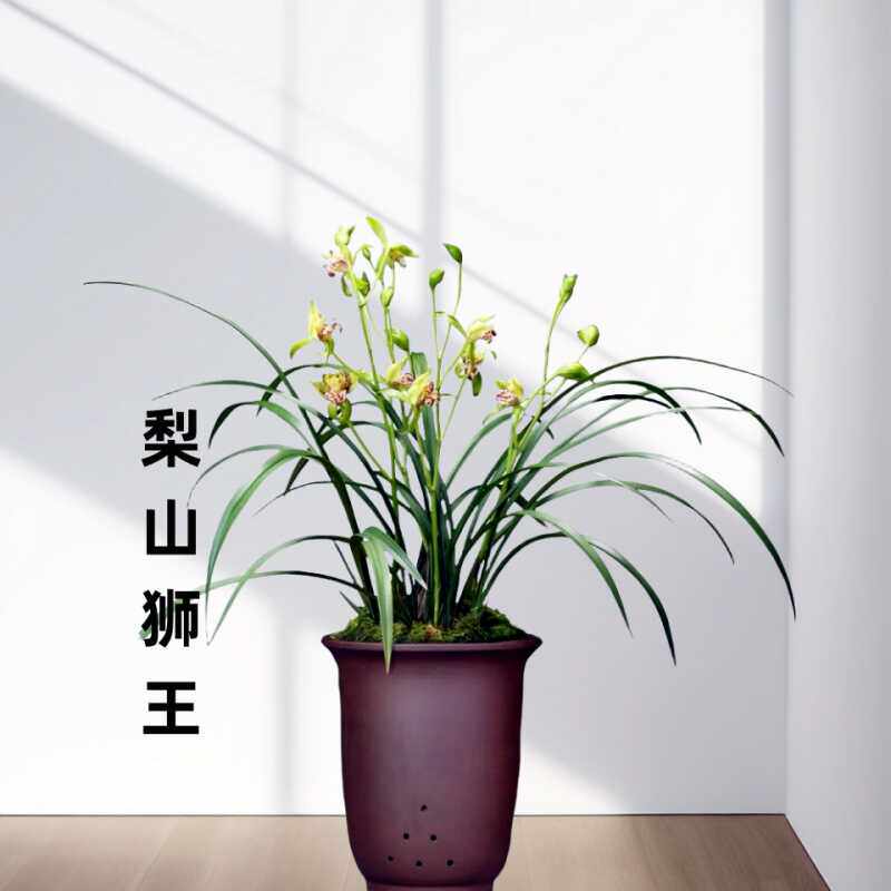 兰花苗建兰梨山狮王多瓣多舌奇花王室内客厅好养勤花花卉绿植盆栽