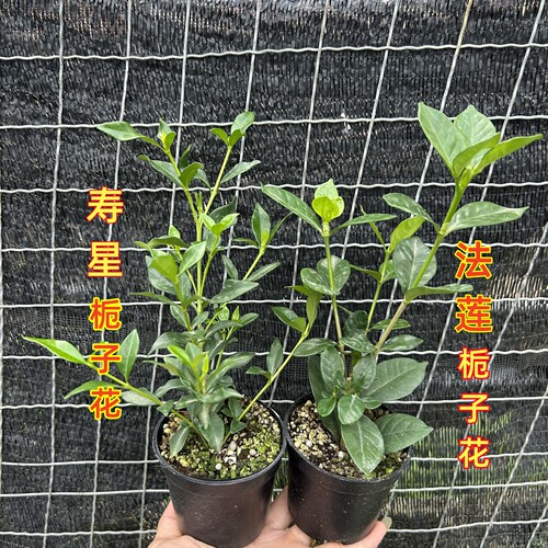 栀子花小叶寿星法莲浓香型绿植
