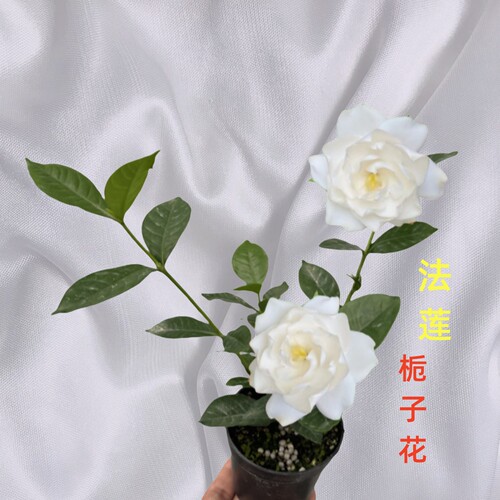 栀子花盆栽花卉带花苞浓香型绿植