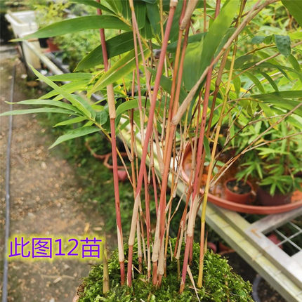 红竹盆栽红观音竹米竹室内书房庭院阳台桌面水培植物绿植盆景