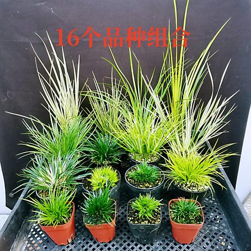 金钱菖蒲草水培造景好养绿植盆栽