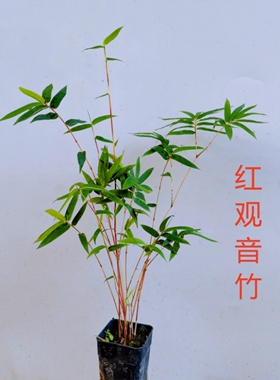 红观音竹红寒竹内门竹室内水培绿植盆景庭院四季常青好养植物盆栽