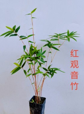 红观音竹红寒竹室内庭院好养盆景