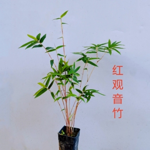 红观音竹红寒竹内门竹室内水培绿植盆景庭院四季常青好养植物盆栽
