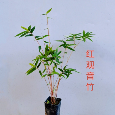 红观音竹红寒竹室内庭院好养盆景